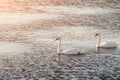 Beautiful swans swim on the lake during sunset, free space. Two Royalty Free Stock Photo