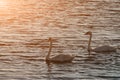 Beautiful swans swim on the lake during sunset, free space. Two Royalty Free Stock Photo