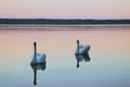 Beautiful swans swim on the lake during sunset, free space. Royalty Free Stock Photo