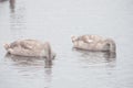 Beautiful swans swim outdoors on a lake Royalty Free Stock Photo