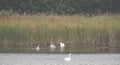 Beautiful swans swim outdoors on a lake Royalty Free Stock Photo