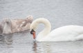 Beautiful swans swim outdoors on a lake Royalty Free Stock Photo