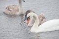 Beautiful swans swim outdoors on a lake Royalty Free Stock Photo