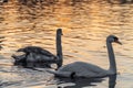 Beautiful swans swimming on the water at sunset Royalty Free Stock Photo