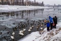 Beautiful swans and wild ducks on the river Royalty Free Stock Photo