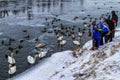 Beautiful swans and wild ducks on the river Royalty Free Stock Photo