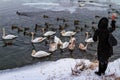 Beautiful swans and wild ducks on the river Royalty Free Stock Photo