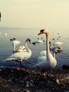 Beautiful Swans on Zemunski Kej