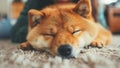 Cute, Friendly and Happy Shiba Inu Puppy Dog Lying Down (Very Cute!)