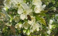 Beautiful sweet-cherry flowers in the garden, closeup Royalty Free Stock Photo