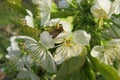Beautiful sweet-cherry flowers in the garden, bee on flower, closeup Royalty Free Stock Photo