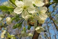 Beautiful sweet-cherry flowers in the garden, closeup Royalty Free Stock Photo