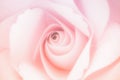 Beautiful of sweet color pink roses in soft style for romance background or valentine day Royalty Free Stock Photo