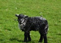 Beautiful Sweet Faced Black and Grey Lamb in the Spring Royalty Free Stock Photo