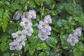 Sweet flowers of ganges primrose with small dew drops Royalty Free Stock Photo