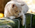 Blonde cat sitting on rocky ledge Royalty Free Stock Photo