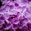 Beautiful sweet lilac odor