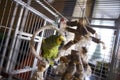 Beautiful sweet parrot home amazon green with yellow crest red feathers sitting on a branch in a cage, sitting on the