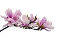 Beautiful sweet pastel color Magnolia flower twig isolated on white