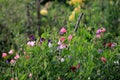 Beautiful sweet pea flowers in the garden Royalty Free Stock Photo