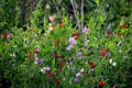 Beautiful sweet pea flowers in the garden Royalty Free Stock Photo