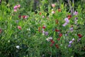 Beautiful sweet pea flowers in the garden Royalty Free Stock Photo