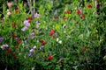 Beautiful sweet pea flowers in the garden Royalty Free Stock Photo