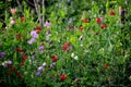 Beautiful sweet pea flowers in the garden Royalty Free Stock Photo