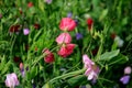 Beautiful sweet pea flowers in the garden Royalty Free Stock Photo