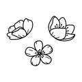 Beautiful sweet pea flowers, line art plant. Garden summer blossom. Natural floral design element. Vector