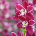 Beautiful sweet pink color Phalaenopsis orchid flower tree in soft color and blur. Orchids flower, orchids closed up. Copy Space.