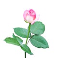 Beautiful sweet pink rose bud flower isolated on white background, love and romantic concept Royalty Free Stock Photo