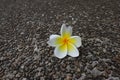 Beautiful sweet Plumeria flowers, blooming, concept for background texture. Vintage and natural background. Royalty Free Stock Photo