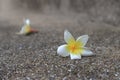 Beautiful sweet Plumeria flowers, blooming, concept for background texture. Vintage and natural background. Royalty Free Stock Photo