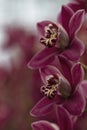 Beautiful sweet purple color Phalaenopsis orchid flower tree in soft color and blur. Orchids flower, orchids closed up. Copy Space