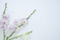 Sweet violet flowers of creeping foxglove