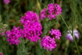 Beautiful sweet william catchfly