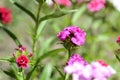 Beautiful sweet william flowers Dianthus barbatus in the garden