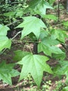 Beautiful Sweetgum Tree Leaves - Liquidambar styraciflua