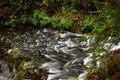 Rain forest creek in Pacific Rim National Park on Vancouver Island near Tofino Royalty Free Stock Photo