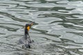 swimming king penguin (APTENODYTES PATAGONICUS) in the water Royalty Free Stock Photo