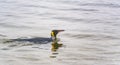 swimming king penguin (APTENODYTES PATAGONICUS) in the water Royalty Free Stock Photo