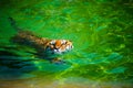 beautiful swimming tiger Royalty Free Stock Photo