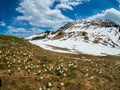 Beautiful Switzerland mountains landscape with blooming crocus flowers