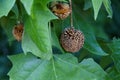 Beautiful sycamore tree with conical brown berries