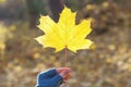 Beautiful symbol Canada. Large yellow maple leaf Royalty Free Stock Photo