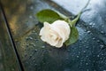 Beautiful Symbolic White Dewy Rose.