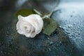 Beautiful Symbolic White Dewy Rose.