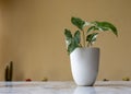 Beautiful syngonium albo plant in a white ceramic pot with copy space Royalty Free Stock Photo