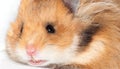 Beautiful Syrian hamster very close up. Royalty Free Stock Photo